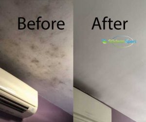 Before And After Mold Cleaning Service